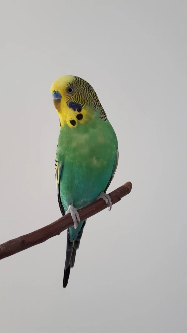 Wellensittich-Bild: Leo auf einer Stange