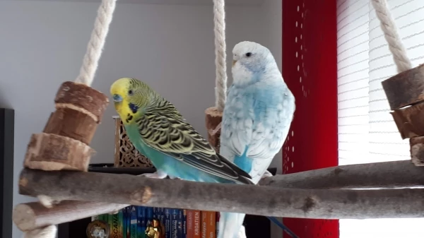Wellensittich-Bild: Leo und coco auf ihrer Lieblingsschaukel