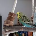 Leo und Coco