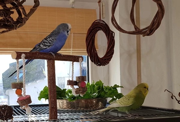 Wellensittich-Bild: Yan & Yori auf dem Dach der Voliere