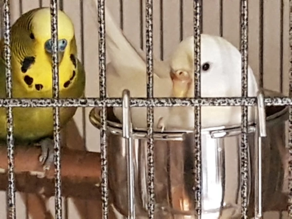 Wellensittich-Bild: Lieblingsbeschäftigung von Aki vor der Jugendmauser: Futternapf ausräumen und in den Napf krabbeln. Ichi sitzt bewundernd daneben.