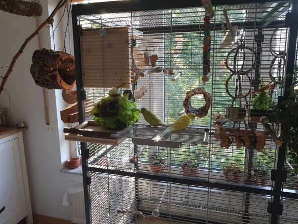 Wellensittich-Bild: Miyu & Washi, Alter ca. 9 Wochen. Motto: Ich bin das Küki! Du musst mich liebhaben!