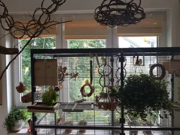 Wellensittich-Bild: Blick ins Vogelzimmer: links Baum aus dem Wald, Spielplätze an der Decke, Paradiso 150 