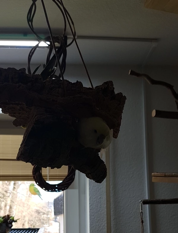 Wellensittich-Bild: In einem früheren Leben war Yuki eine Fledermausi. Am Liebesten hängt sie mit dem Kopf nach unten.