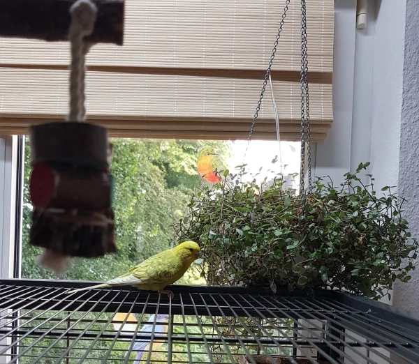Wellensittich-Bild: Washi- mein Adlerchen, aka als Rambo oder Speedy Gonzales. Schnellflieger.