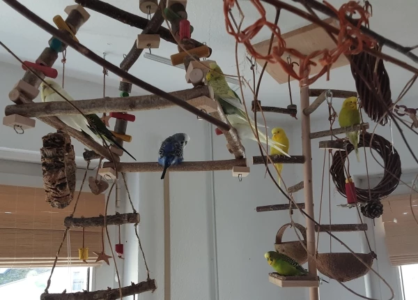 Wellensittich-Bild: Die Süße sitzt im Vogelbaum. Orange Ampho Schnäbelchen. Sie kann wieder etwas besser atmen und beginnt wieder zu schwätzen. Leise. Es geht aufwärts nach der Krise. Heute saß sie im Häuschen und hat bestimmt 5 Minuten vor sich hingeknoddert. 