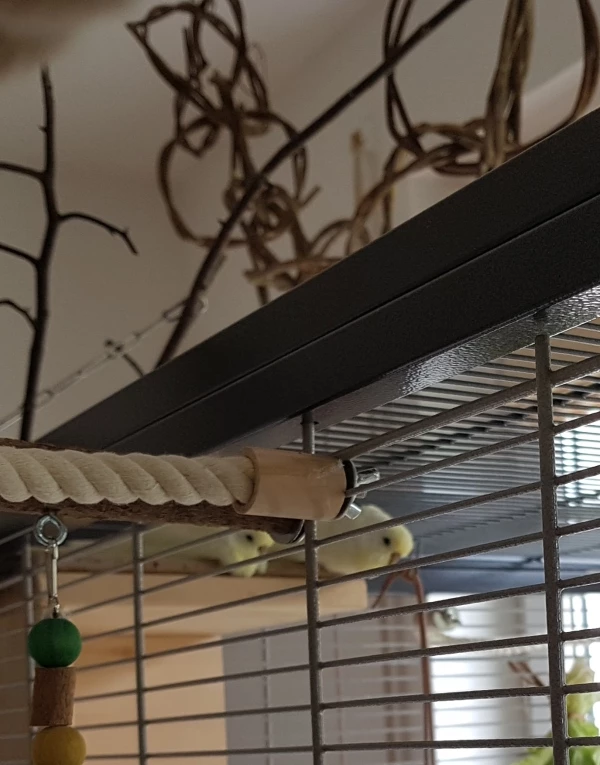 Wellensittich-Bild: Mädies beim Musik hören & Chillen. 