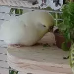 Aki muffelt