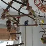 Miyu im Vogelbaum
