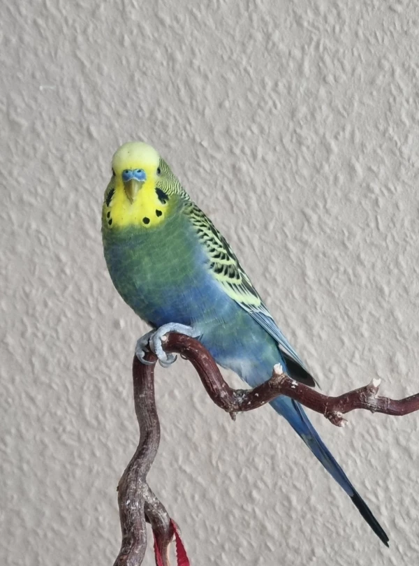 Wellensittich-Bild: Klein aber oho! Hat keine Konkurrenz im Fliegen