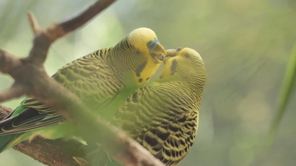 Wellensittich-Bild: Aufgenommen im Vogelpark Uckersdorf