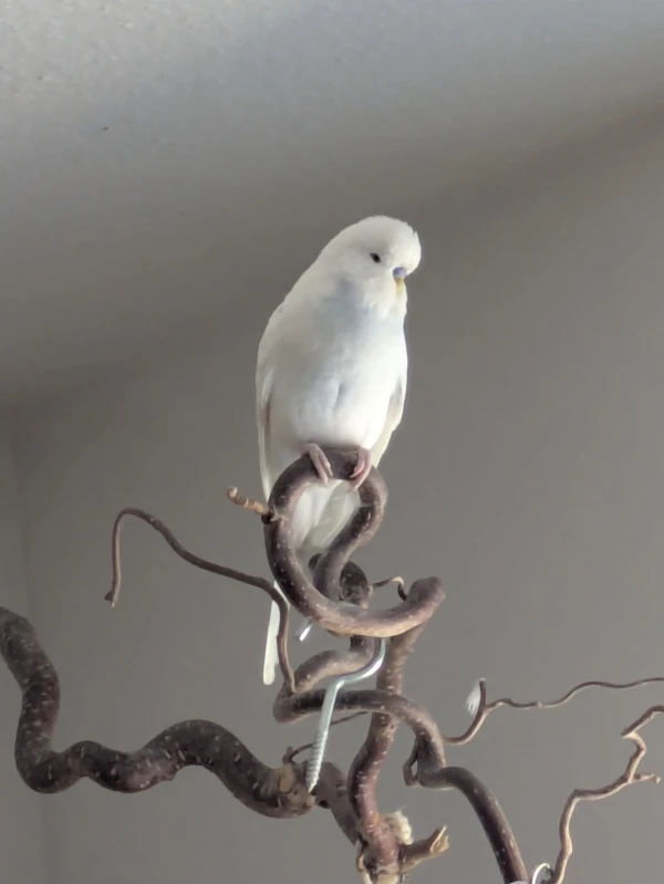 Wellensittich-Bild: Er hat so wild auf dem Ast gespielt, das der Haken aus der Decke gerüttelt wurde. Er ist auch sehr stolz darauf.