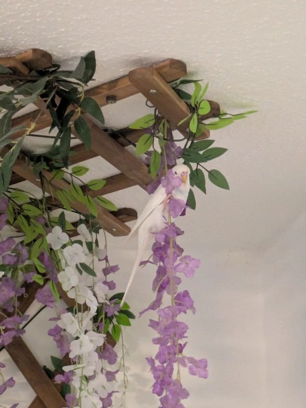 Wellensittich-Bild: In diesen Raum sollte er eigentlich nicht, aber die Blumen an der Decke sahen zu interessant aus!
