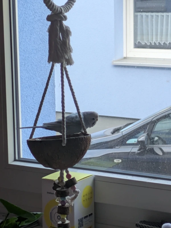 Wellensittich-Bild: Fine spioniert die Nachbarschaft aus.