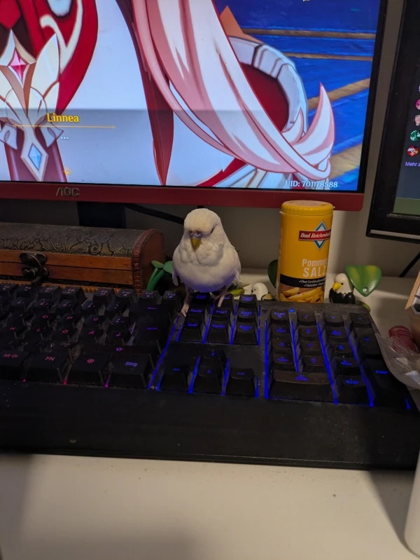 Wellensittich-Bild: Er wollte nicht auf der Tastatur landen. Hat die Chance aber genutzt um nach Hirsen zu betteln.