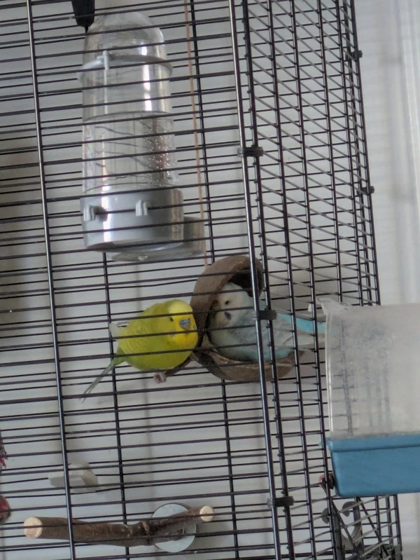 Wellensittich-Bild: Praktisch das die Nuss einen Stiel hat, da kann man gut drauf sitzen!