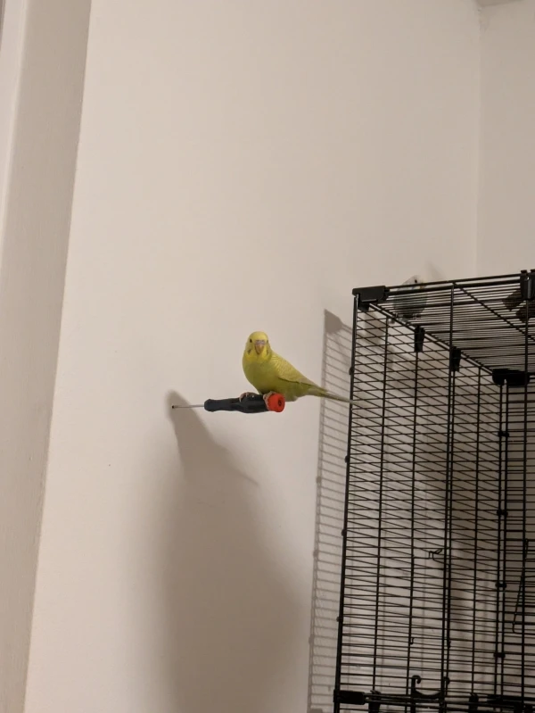 Wellensittich-Bild: Mein Freund wollte ein selbstgebautes Karussell für die Wellis an der Wand installieren. Da meine Wände sehr dünn sind hat er den Schraubenzieher einfach rein gedrückt. Kiwi hat es als Einladung zum drauf sitzen gesehen. 