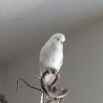 Zu wild gespielt