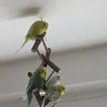 Käfig reinigen? Gruselig!