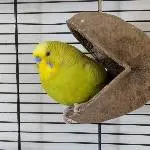 Kokosnus Kiwi
