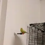 Neue Sitzstange?