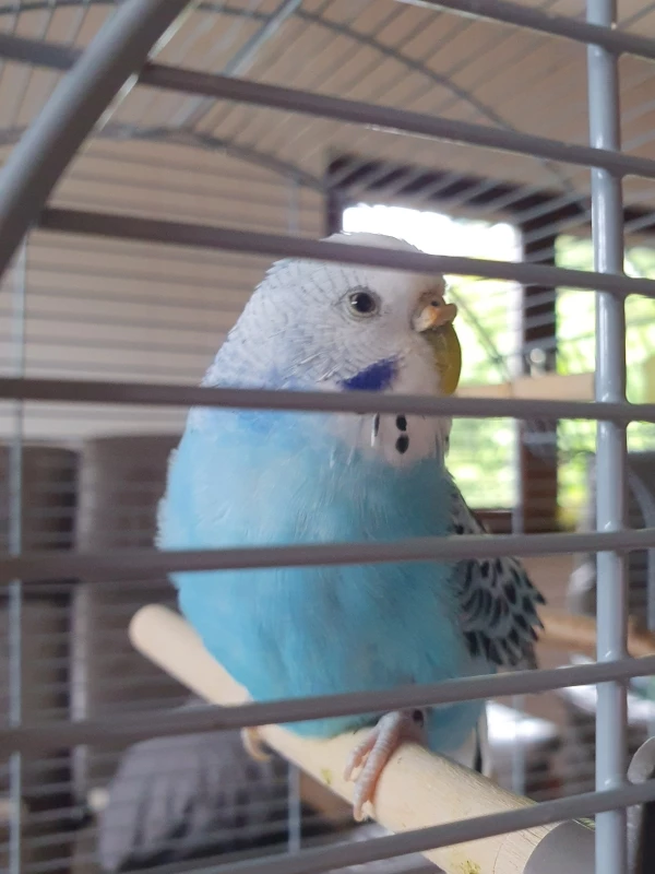 Wellensittich-Bild: Das ist unsere liebe Luna. Zurzeit auf der Suche nach einem neuen Partner.
