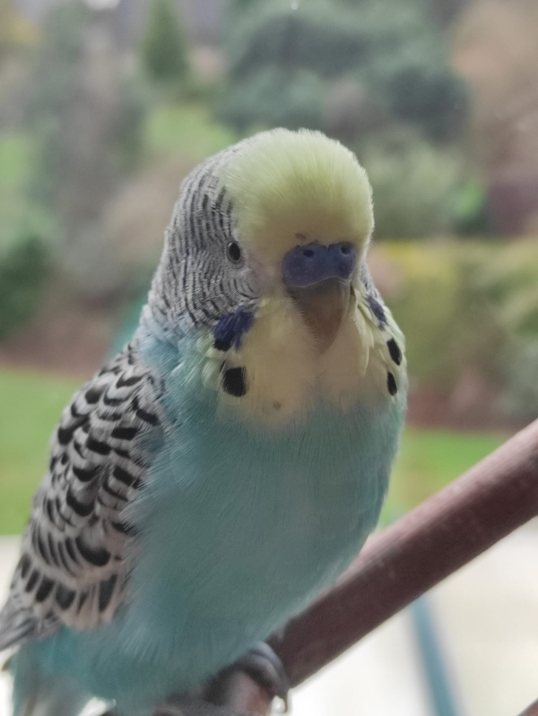 Coco