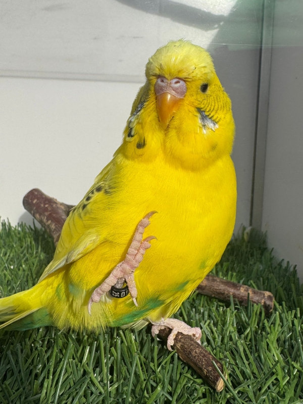 Amarillo