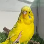 Amarillo