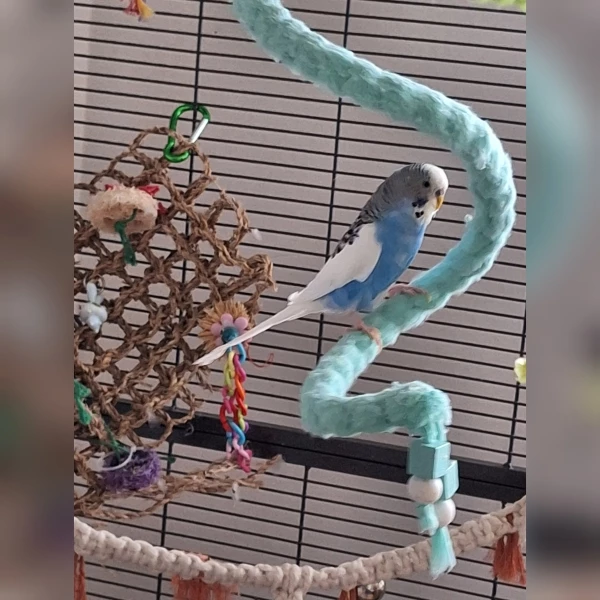 Wellensittich-Bild: Frankie ist immer noch mein Kleinster. Er konnte gerade fliegen, als er zu mir kam.