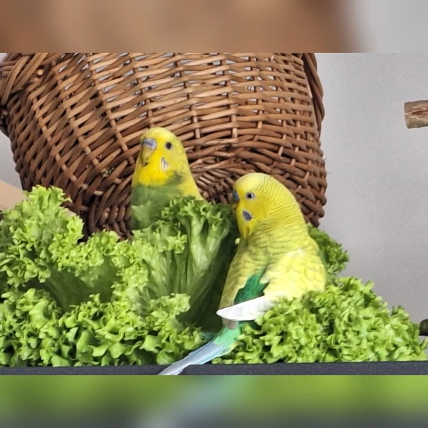 Wellensittich-Bild: Diesen Salat lieben meine Wellis anscheinend besonders. Alle 9 haben sich sofort hineingeworfen. Felix und Fiete waren die Ersten.