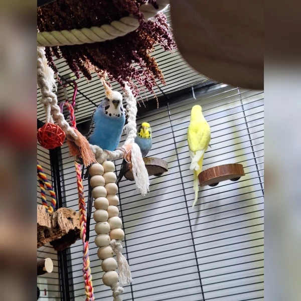 Wellensittich-Bild: Fabi und Fritzi waren einmal dicke Partner, inzwischen hält Fritzi es mehr mit Fiete. Fini hieß bis zum Wochenende noch Freddy, es hat sich herausgestellt, dass er, pardon sie, ein Mädel ist.