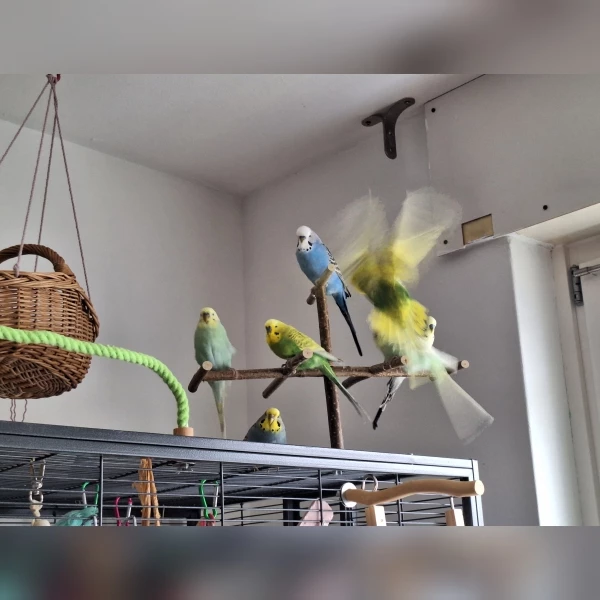 Wellensittich-Bild: Gerade, als ich die 7 auf der Käfigantenne fotografieren will, fliegt Felix hoch.