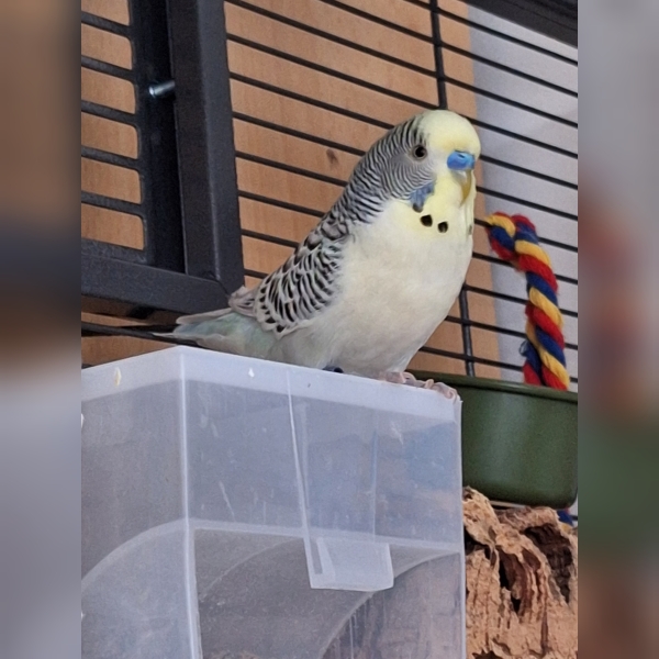 Flauschi