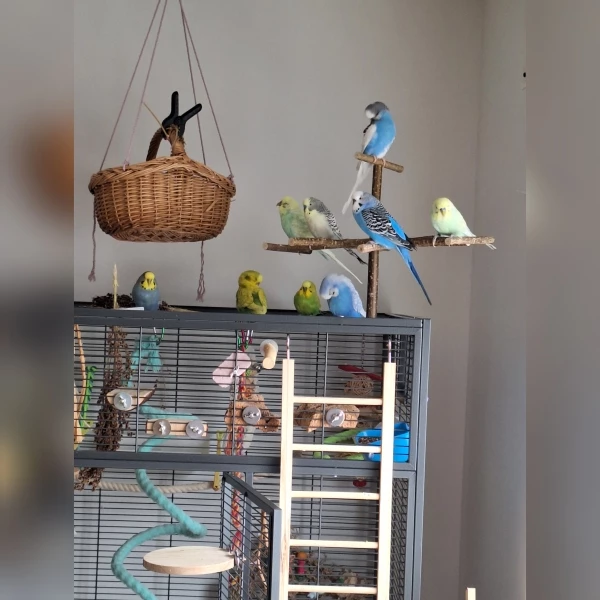 Wellensittich-Bild: Das Mädel Fini sitzt vorne links, daneben Felix, Fiete und Flocke. Ganz oben ist der kleine Frankie, darunter außen die Zwillinge Fido und Ferry, dazwischen links Flauschi und rechts Fabi. 