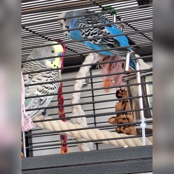 Wellensittich-Bild: Flauschi und Fabi sitzen oft zusammen, aber nicht ausschließlich.