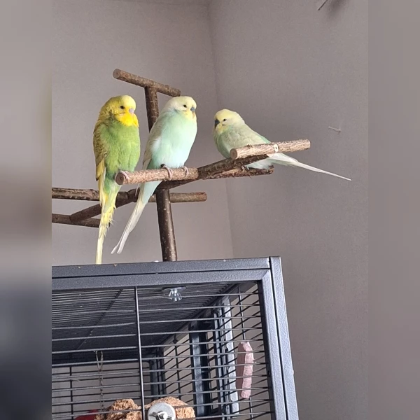 Wellensittich-Bild: Die Brüder Fido und Ferry, die im selben Nest groß geworden sind, werden nur die Zwillinge genannt. Felix ist einer meiner Großen.