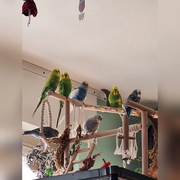Wellensittich-Bild: Hinter dem Spielzeug verstecken sich Fabi und Fritzi. Der größere Schwarm am Sonntag. Speedy, Sammy und Theo gehören meiner Enkeltochter. Darum habe ich Flocke in die Zuweisungen genommen, obwohl er nicht auf dem Foto ist. Freddy hat sich als Mädel geoutet und heißt jetzt Fini.