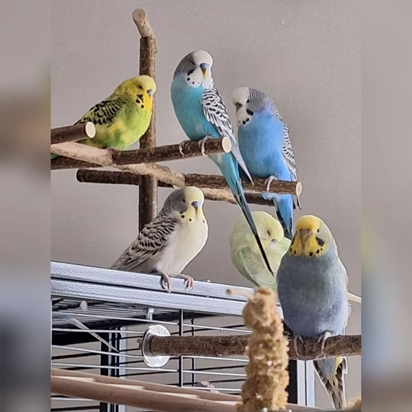 Wellensittich-Bild: Theo und Speedy gehören meiner Enkeltochter. Sonntags fliegen immer alle 15 bei uns.