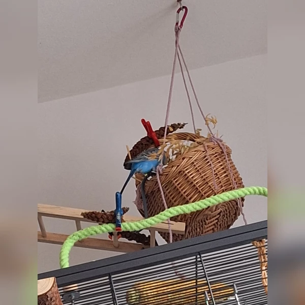 Wellensittich-Bild: Fabi untersucht die neuen Haferähren im Korb.