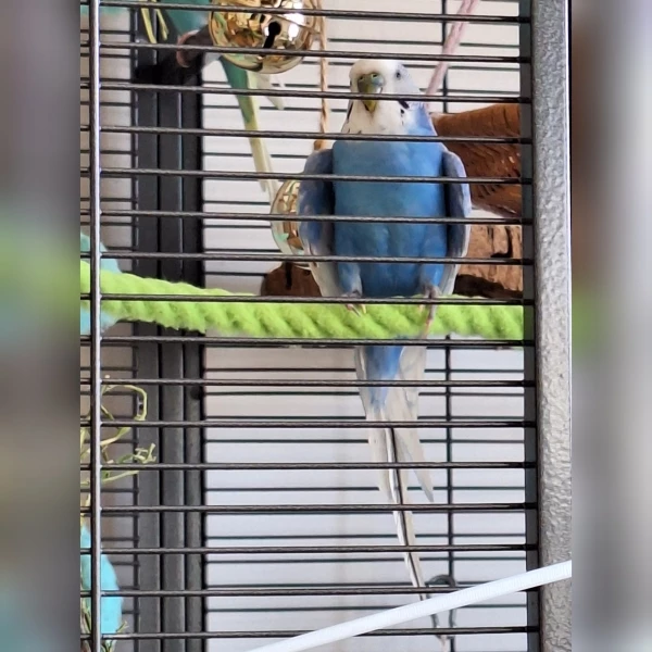 Wellensittich-Bild: Flocke ist mehrere Runden geflogen, was er nicht so gerne macht. Dabei ist er immer tiefer abgesackt. Er ist auf der Erde gelandet und kam nicht mehr hoch. Mein Mann hat ihn eingefangen und in die Voliere gesetzt. Flocke hält dich in aller Regel lieber in der Voliere auf und kommt nur selten raus.