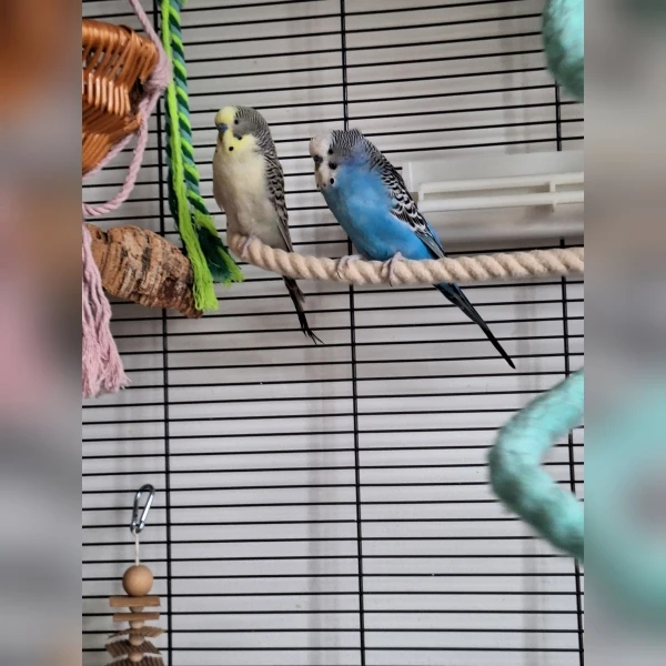Wellensittich-Bild: Eigentlich ist Flauschi viel mit einem Zwilling zusammen. Er und die Zwillinge stammen vom gleichen Züchter. Aber auch mit Fabi versteht er sich sehr gut.