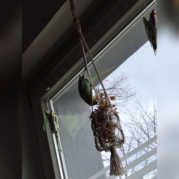 Wellensittich-Bild: Fido (kann natürlich auch Ferry sein, ich kann die Brüder nicht auseinanderhalten) hat die Haferrispen im Windlicht gefunden. Vorher war eine Lichterkette drin. Ich fand es nicht ganz so toll, diese anzuknabbern. 