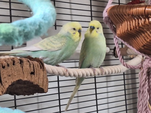 Wellensittich-Bild: Meine pastellfarbenen Brüder. Sie sind (bei einem privaten Züchter) im selben Nest groß geworden. Ich musste sie beide mitnehmen, auch wenn man sie nicht auseinanderhalten kann.