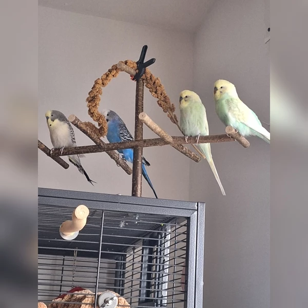 Wellensittich-Bild: v.li.: Flauschi, Fabi, Fido und Ferry oder Ferry und Fido auf ihrem Ausguck