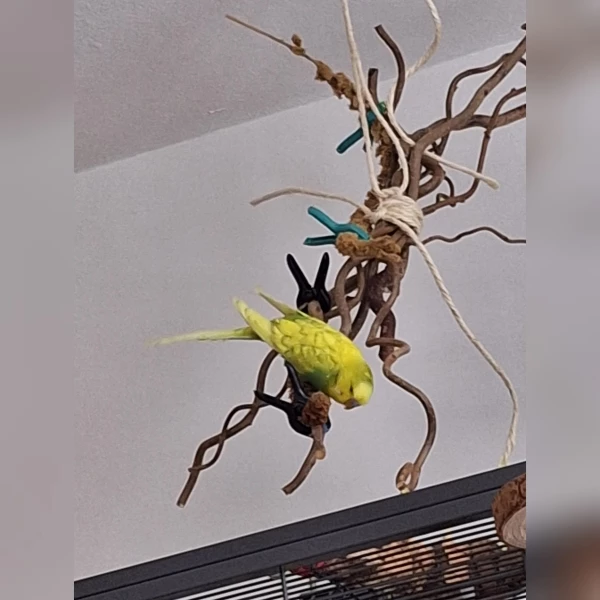 Wellensittich-Bild: Felix klettert überall und macht seine Verrenkungen, wie hier an den Ästen, bestückt mit Hirsekolben.