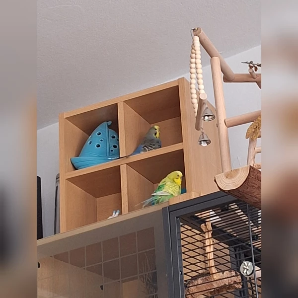 Wellensittich-Bild: Meine einzige Henne hat sich unter 8 Hähnen Fiete als Partner ausgesucht. Die Beiden sind die Einzigen, die auch mal zum Schrank rüberhüpfen.