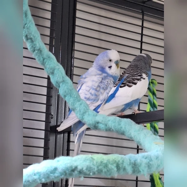 Wellensittich-Bild: Flocke ist ein ganz Lieber. Fankie konnte gerade erst fliegen, als ich ihn bekam. Die Beiden sind ein Team.
