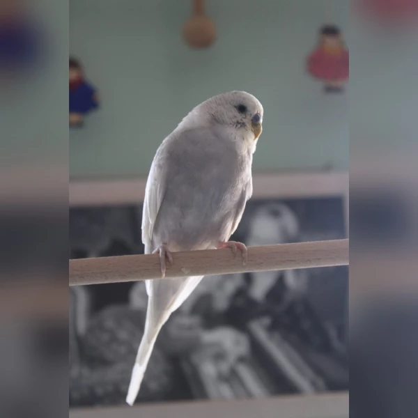 Wellensittich-Bild: Sammy gehört ebenfalls meiner Enkelin und fliegt Sonntags im größeren Schwarm.