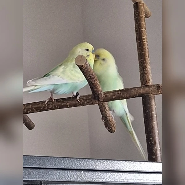 Wellensittich-Bild: Fido und Ferry stammen aus einem Nest. Leider weiß ich nicht, wer wer ist. Meist sind sie unzertrennlich.
